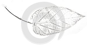 Imprint of leaf - Graphics - monoprint