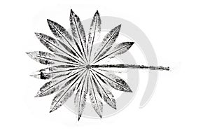 Imprint of leaf - Graphics - monoprint