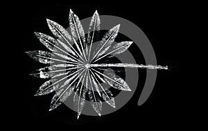 Imprint of leaf - Graphics - monoprint