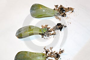 Leaf propagation of succulents