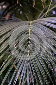 Leaf of Ptychosperma elegans Arecaceae lilac palm