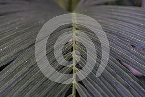 Leaf of Ptychosperma elegans Arecaceae lilac palm