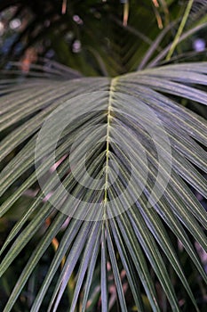 Leaf of Ptychosperma elegans Arecaceae lilac palm photo
