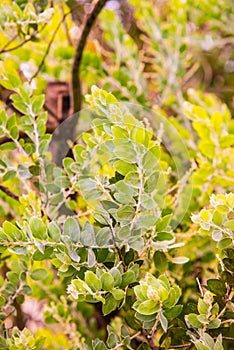 Leaf of Queenland Silver Wattle Plant photo