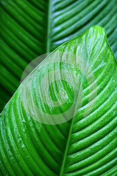 Leaf with rain droplets