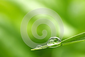 Leaf with rain droplets - Stock Image