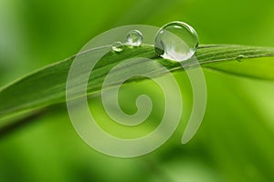 Leaf with rain droplets - Stock Image