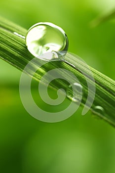 Leaf with rain droplets - Stock Image