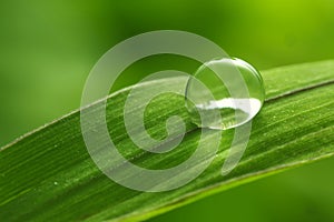 Leaf with rain droplets - Stock Image