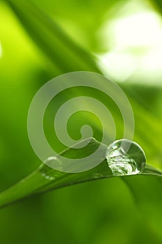 Leaf with rain droplets - Stock Image