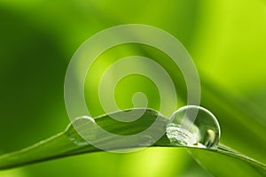 Leaf with rain droplets - Stock Image