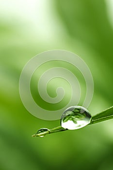 Leaf with rain droplets - Stock Image