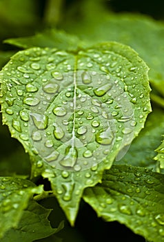Leaf with rain drops photo