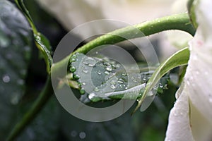 leaf rain drops