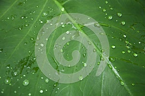 Leaf with rain drops