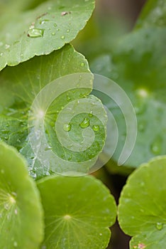 Leaf with rain drops