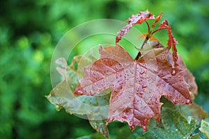 Leaf with rain drops