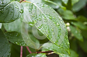 Leaf with rain drops.