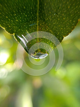 Leaf raindrop