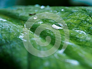 Leaf with raindrop