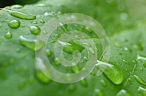 Leaf with raindrops