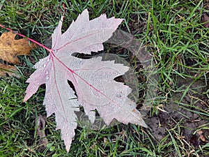 Leaf with raindrops. Leaf in a meadow. Autumn leaf.