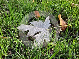 Leaf with raindrops. Leaf in a meadow. Autumn leaf.