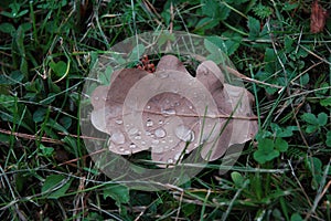 Leaf with raindrops