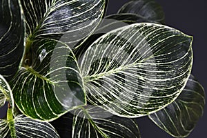 Leaf of rare exotic `Philodendron Birkin` plant with beautiful white line pattern on dark green leaves