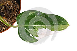 Leaf of rare tropical `Philodendron White Princess` houseplant with white variegation with spots  on white background photo
