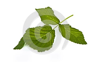 Leaf of raspberry