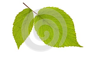 Leaf raspberry on isolated