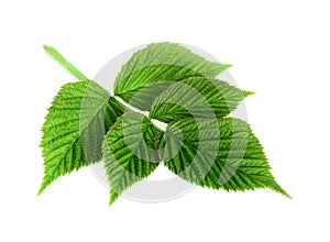 Leaf raspberry isolated on a white