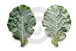 Leaf of rastan  Collard greens, collards  - popular leafy vegetables in Balkan cuisine. Leaf on both side.  Isolated on white