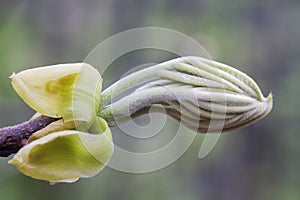 Leaf ready to unfold at end of branch photo