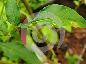 Leaf of a red chilli plant