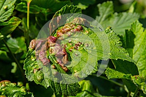 Leaf of red currant bush infected with pests - gallic aphid Capitophorus ribis, Aphidoidea. Aphids absorb the sap of the plant,