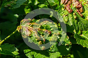 Leaf of red currant bush infected with pests - gallic aphid Capitophorus ribis, Aphidoidea. Aphids absorb the sap of the plant,