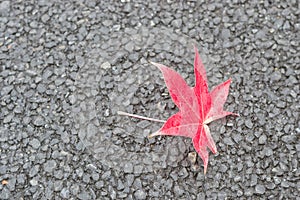 Leaf red maple fall on ground in autumn