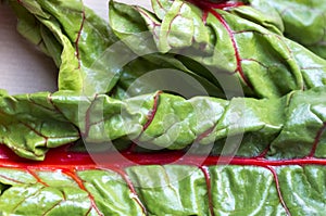 Leaf of Red -stemmed chard