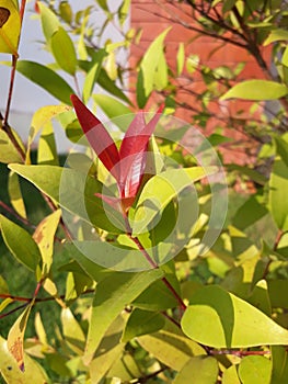 Leaf redleaf green petal