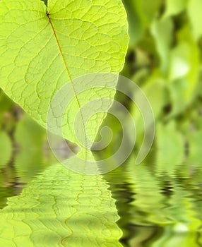 Leaf Reflection