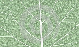 Leaf with ribs