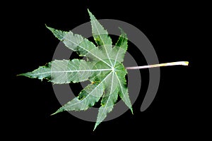 Leaf of Ricinus communis, the castor bean or castor oil plant.