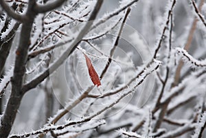 Leaf and rime frost. Piedmont, Northern Italy.