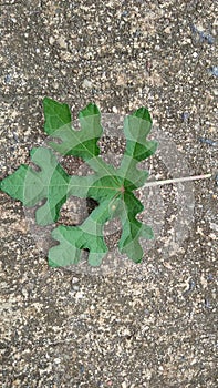 A leaf on the road