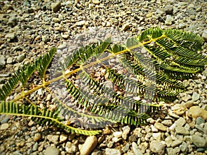 A leaf on a rock