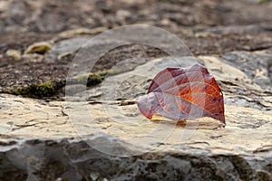 Leaf on a rock in autumn