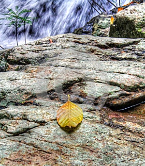 A Leaf on a rock near a waterfall