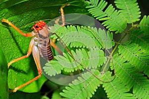 Leaf Rolling Grasshoppers